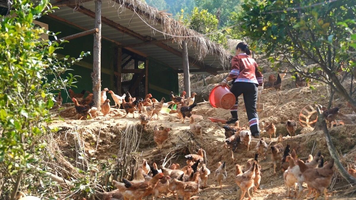 浩羿农业携手欣农互联共建“龙游飞鸡”AI共富项目