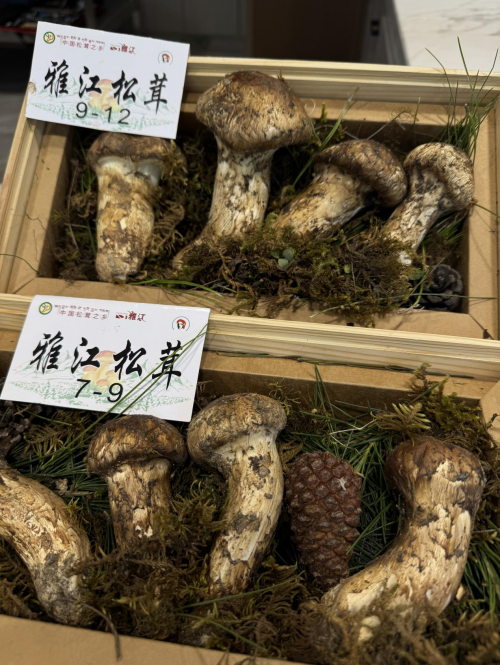 松鲜鲜携手“中国松茸之乡”雅江 共谱生态与产业融合新篇章